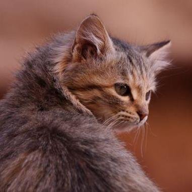 Utahraptor73's profile picture. 