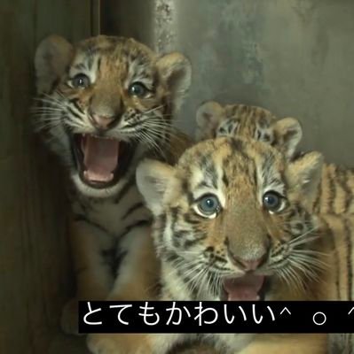 dumpl1n9Body's profile picture. 味変