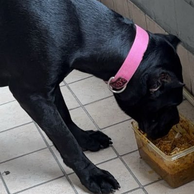 CcThuggin's profile picture. 