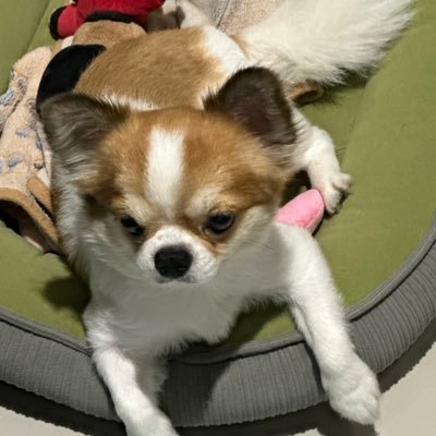 forthpcsp's profile picture. FOR WORK 📞:064-973-1615 ( K.Aunsam ) #fforthpcsp