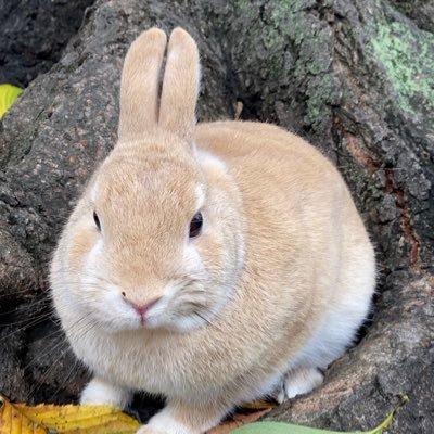 namitflipper's profile picture. i love Rabbits, funny videos, meme, old school music R&B 海が好き うさモル飼い Sorry No DM/LINE🙅‍♂️ Cosmopolitan🇺🇸 Rubioさん💓⛪️絵画っぽい写真撮ってます