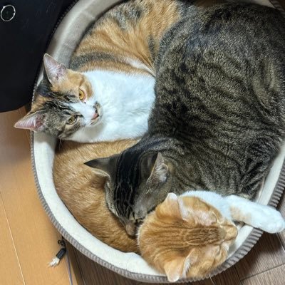 nyanpachi_chan's profile picture. 埼玉在住、日常の出来事や愛猫の事を呟いてます。浦和レッズと日本ハムファイターズ好き😊乗り物大好き😄アドレスV125S YouTubeのトイマンチーズにアポロch推し #日本ハムファイターズ #猫 #ねこ #埼玉 #さいたま市 #バイク #浦和レッズ #トイマンチーズ #Apollogic #アポロch #アポロ児