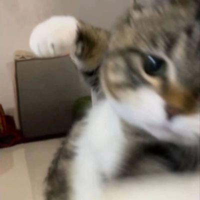 knpdcp's profile picture. 夜にしか咲けない花