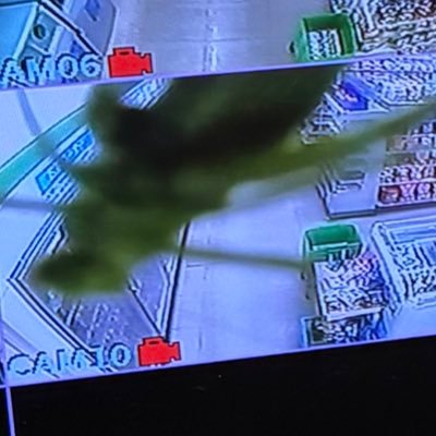 NCH7510n's profile picture. Dog'n'Roll