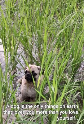 kushwaharohi563's profile picture. 