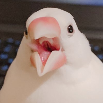 t051shi11869's profile picture. 情報収集・ご縁繋ぎ•日常〜趣味まで四方山垢 年単位でやりとりない方とはお別れ F/R/Bご自由に 文鳥多め⚠️コス写真有り〼 #今日のにこぴ #通过取景窗的huili的世界 #えりの旅行記 #huili_sewing #兼さんサミット2025in宮崎 #ごうのとらToTheNorth #0524すぅぱぁかねさんたいむ