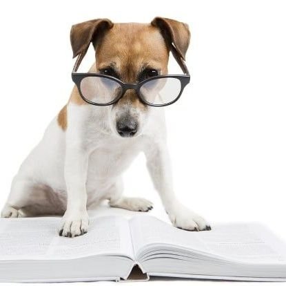 ironcooky's profile picture. cachorro a a folou & overwatch fã clube oficial
@ellylielly