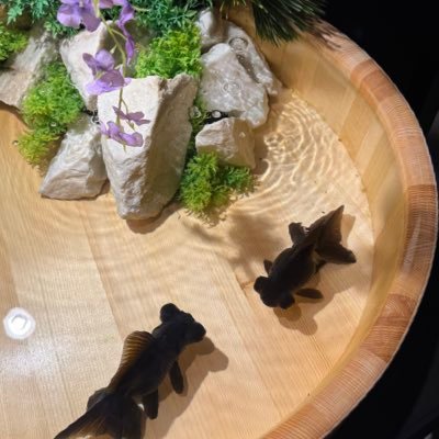 lBMEK94AW811092's profile picture. ハイム/パルフェN/土地100坪/3月引渡し/7月第1子出産予定👶🏻