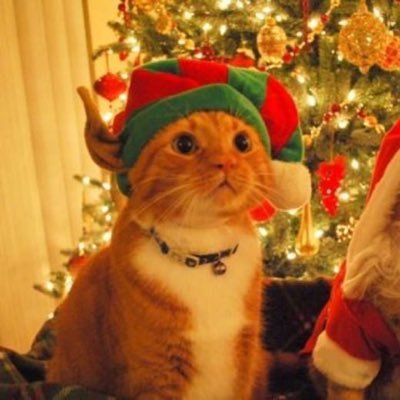 buldakkcals's profile picture. 🎁 lover of cozy and chaotic things | sapphic | adhd, pcos, anxiety, depression, high sw and cw 🎁 priv: @_fatcvnt_