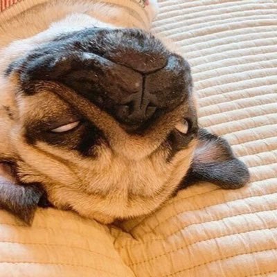 pagmaru_kotoba's profile picture. パグとの暮らしを夢見る25歳フリーター。ひとり暮らし。格闘技・バレーボール・読書/趣味で繋がろ〜/創作アカウント👉@kokomal_note