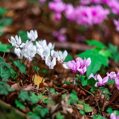 bristolparks's profile picture. Bristol City Council’s official parks feed. Monitored in normal office hours Mon-Fri. Please report issues on our webform: https://t.co/7m2sMdiPEu…