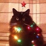 aelinstorm's profile picture. To the stars who listen—and the dreams that are answered.