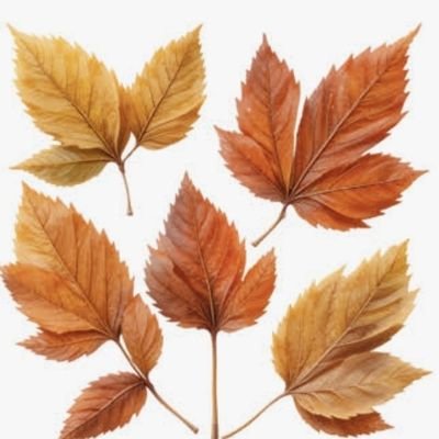 AmalFa1's profile picture. 