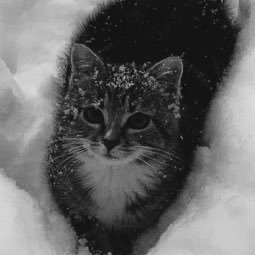 prayomaw's profile picture. IOS Developer, Software Developer, know 7+ languages and an understanding of the IOS framework.