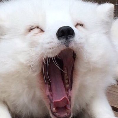 shiroogitsune's profile picture. 