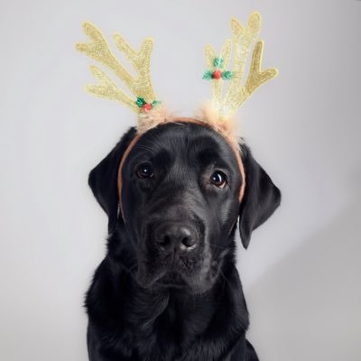 Apollo86316's profile picture. Fellnase mit Faible für im-Weg-rumliegen, selbsternanntes Kühlschrankwachpersonal, flauschiger Co-Therapeut und Herzensbesitzer. ♥️🐾