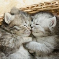 Kampfkater1969 (@kampfkater1969) 's Twitter Profile Photo