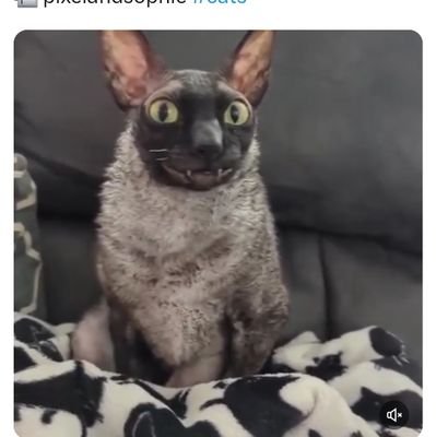 elgatoso2025's profile picture. 