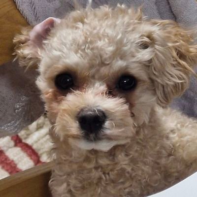 ii1997360664026's profile picture. @_517XH