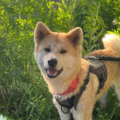 hiichahu's profile picture. 