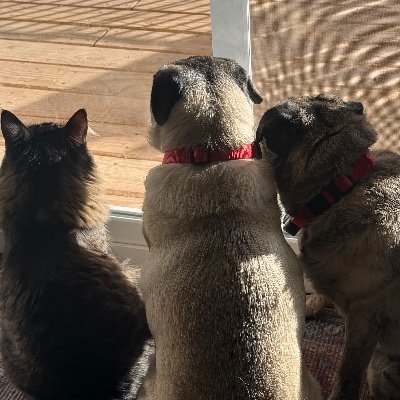 __wirespun's profile picture. claws and effect