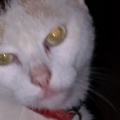 kitti_ny's profile picture. let's just laugh