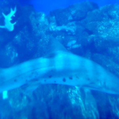 Pandanrjb's profile picture. ビートボックス大好き