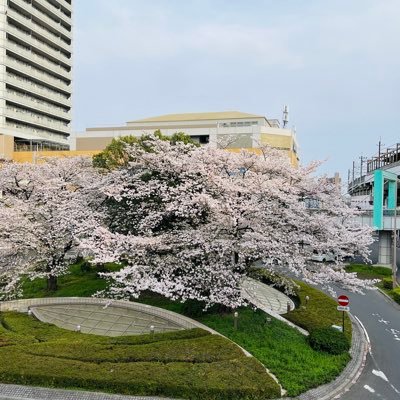 kenshogoo's profile picture. 