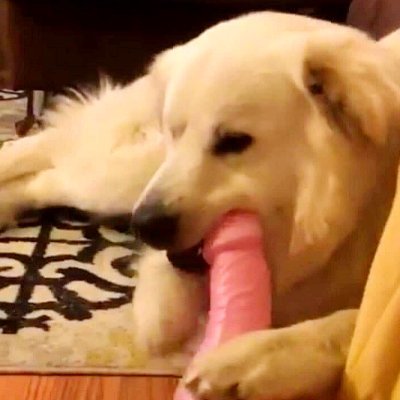 lazypoorasian's profile picture. 