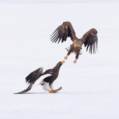 kanseian_'s profile picture. 清心観省。森とマーケティング好き。通りすがりのバードウォッチャー兼フリーランスです。北国のベリー園で働きながら暮らしています。｜脱思い込み。観察と内省をビジネスと人生へ｜BBT大学経営学部卒 ＃ひとり分析