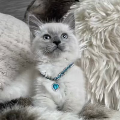 S_ean1122's profile picture. 