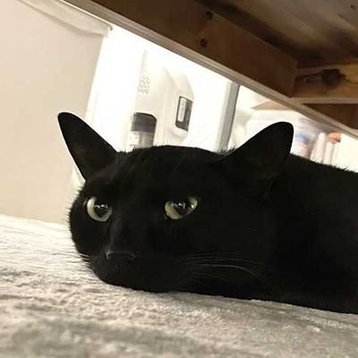 mao_10_01's profile picture. 🐈‍⬛🐈‍⬛🐈‍⬛