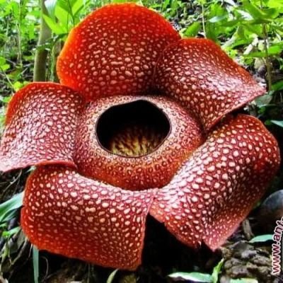 zakieprmana's profile picture. 