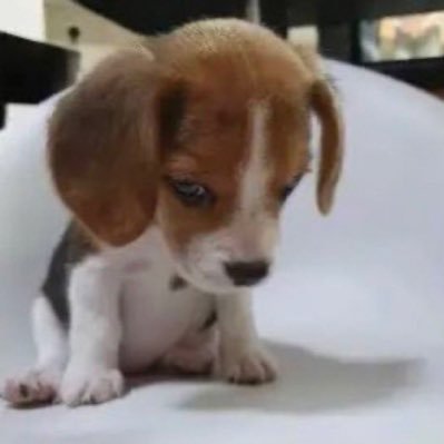 gaabrsz's profile picture. covert narcissism lightly disguised as altruism