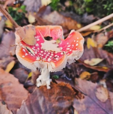 MaryYellenL's profile picture. NO NUNS. NO NUNS. NONE.