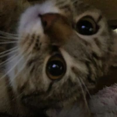 dybalavekilii's profile picture. 