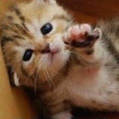 tact0000000's profile picture. 