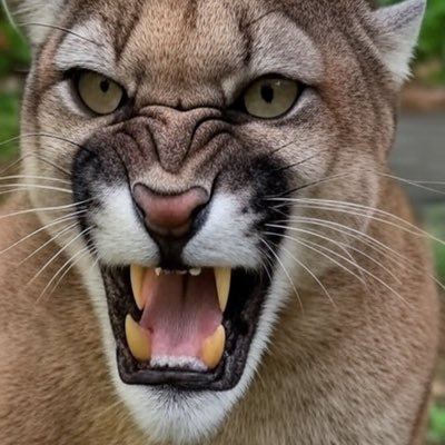 CMESAJR's profile picture. Big 8/SWC Fan. First CFB Game 1959 CU v Baylor. CU and UH Alum. BIG XII Rules. ASTROS Rules. Hala Madrid.