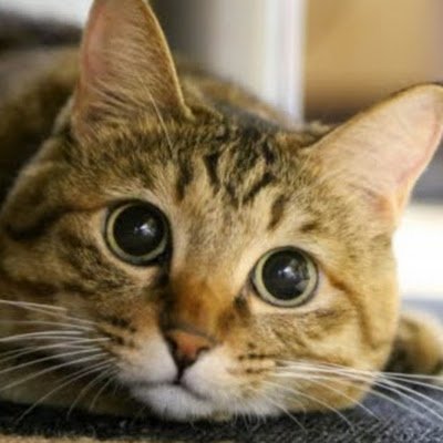 tjbdmhtQxz7229's profile picture. 