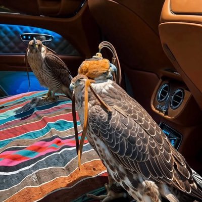 mansorqht's profile picture. الله اللي عـزنا مالحد منه