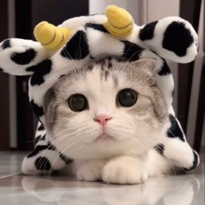 Sofee74535's profile picture. รีวิวสินค้าของดี