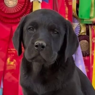 polachini_wladi's profile picture. GUARIQUEÑO