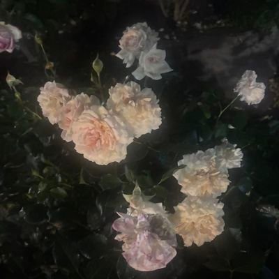 1_tkd_1's profile picture. 