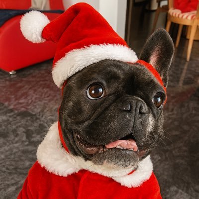 NeroFrenchi's profile picture. #MinisterfürSchlafgespräche im #Hundeskabinett. wohnt zwischendurch mit Menschenoma @wunderedich schreibt über mich: https://t.co/pq8JasDBpw