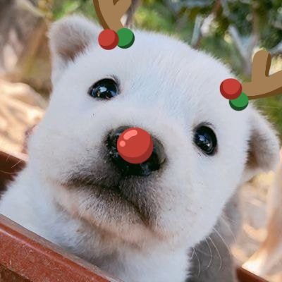 akgaedogaeda's profile picture. 