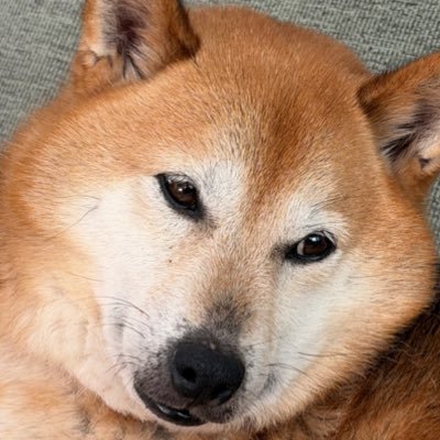 BTCMAXl's profile picture. 