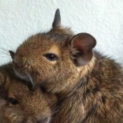 Polyn168117243's profile picture. i lov draw cats^_^ I speak: 🇷🇺/🇬🇧/🇩🇪(a little). Bad English srry😔