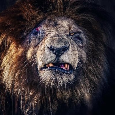 Je_Burgher's profile picture. Patriotic Mom.