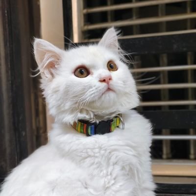 arya_saloni18's profile picture. 