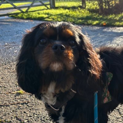 Price27P's profile picture. I’m Arthur, a fluffy CKCS pup born on New Year’s Day. Here to heal the hearts of mum & dad after my big bro Ernie went OTRB in April 2024 ❤️🌈 50% Wookiee.